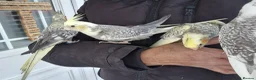 Cockatiels birds for sale: Super hand tamed baby cockatiels  - Advert 8