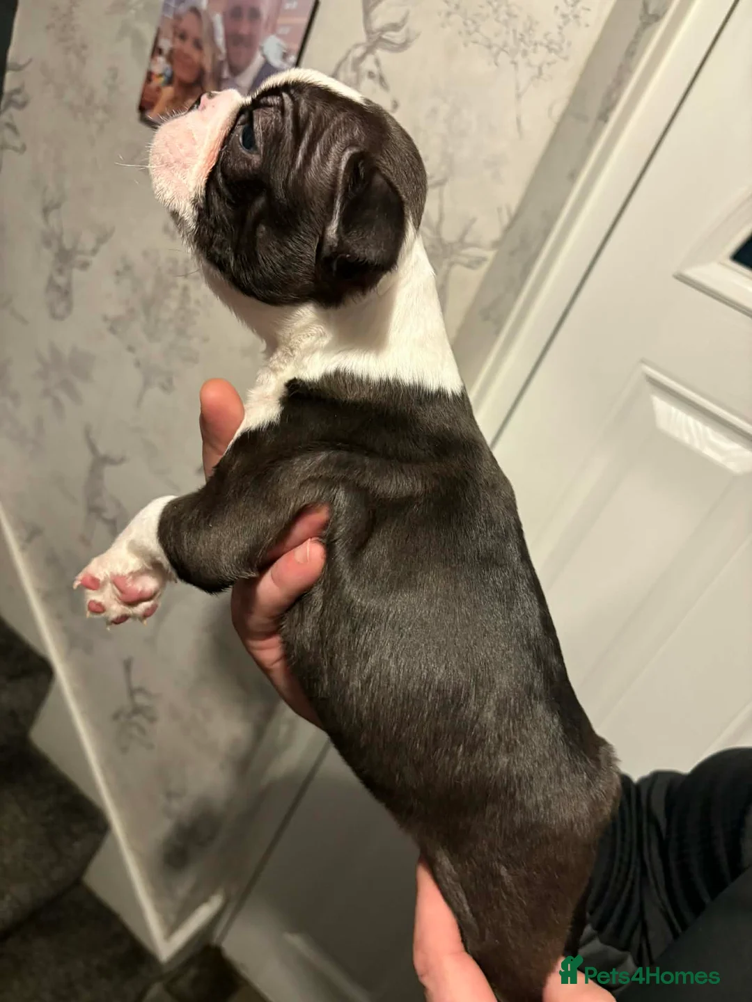 Boston Terrier dogs for sale: Stunning boston terrier puppies  - Advert 10