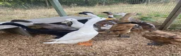 Ducks poultry for sale: Indian Runner Duck Hatching Eggs and Ducklings - Advert 5