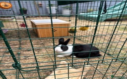 Dutch rabbits for sale: Pair of bonded vaccinated female rabbits - Image 4