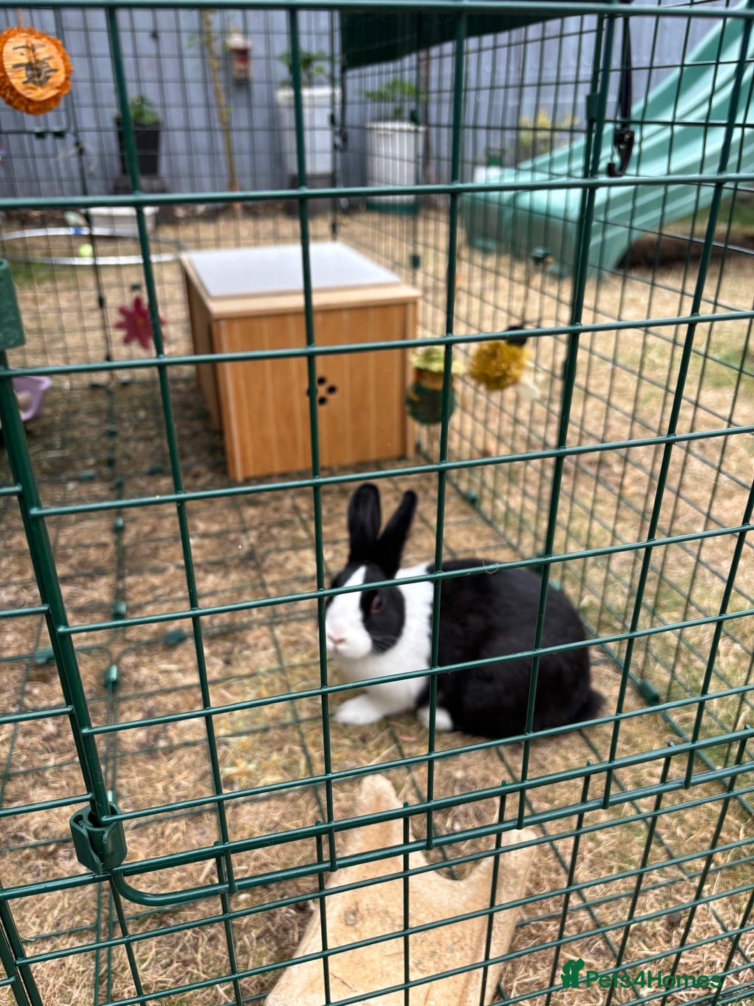 Dutch rabbits for sale: Pair of bonded vaccinated female rabbits - Image 4