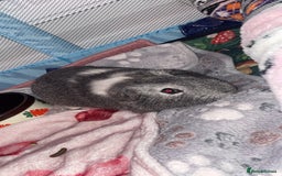 Guinea Pig rodents for sale: Guinea pigs for sale  - Advert 5