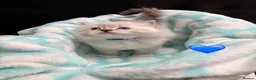 Ragdoll cats for sale: 🐾 GCCF Registered Ragdoll Boys ✨ Champion Lines - Advert 9