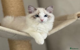 Ragdoll cats for sale: Ragdoll male kitten  - Image 2