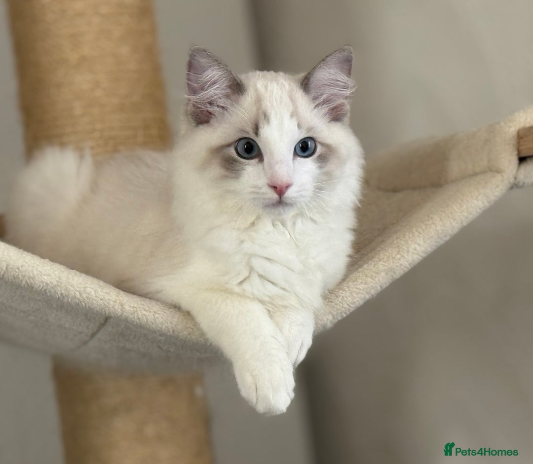 Ragdoll cats for sale: Ragdoll male kitten  - Image 2