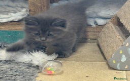 Siberian cats for sale: Siberian  in Southport - Image 8