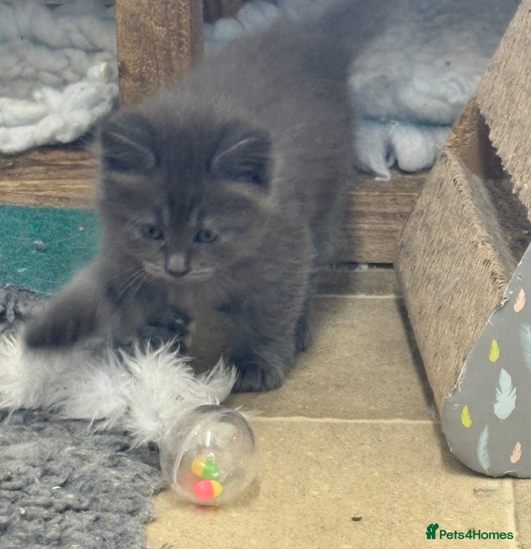 Siberian cats for sale: Siberian  in Southport - Image 8