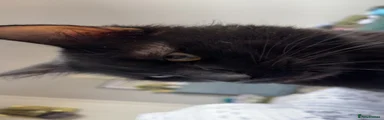 British longhair