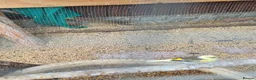 Mixed Breed birds for sale: Mixed birds for sale  in Worksop - Advert 5