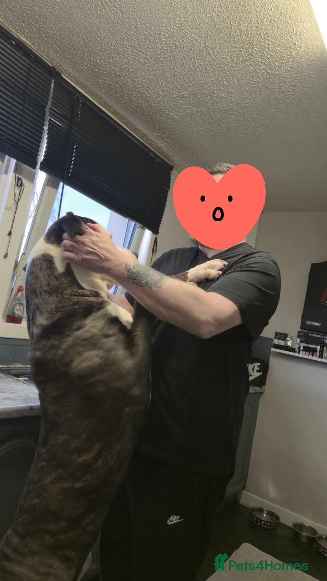 American Bulldog dogs for sale: AMERICAN BULLDOGS PURE BREEDS  - Advert 21