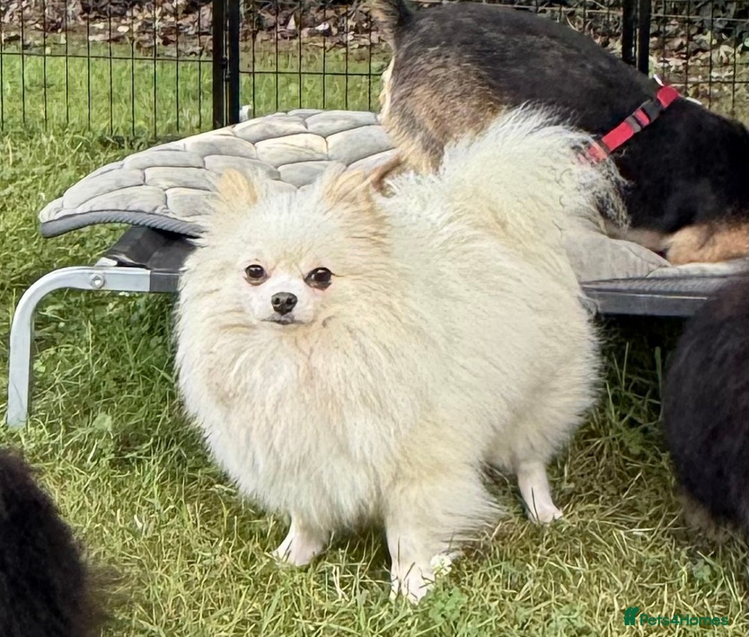 Pomeranian dogs for adoption: Alica – The Tiny Soul Who Survived the Unthinkable - Image 9