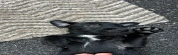 Patterdale Terrier dogs for sale: Patterdale Puppies - Advert 4