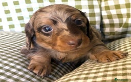 Miniature Dachshund dogs for sale: Miniature Long Haired Dachshund Puppies - Advert 6