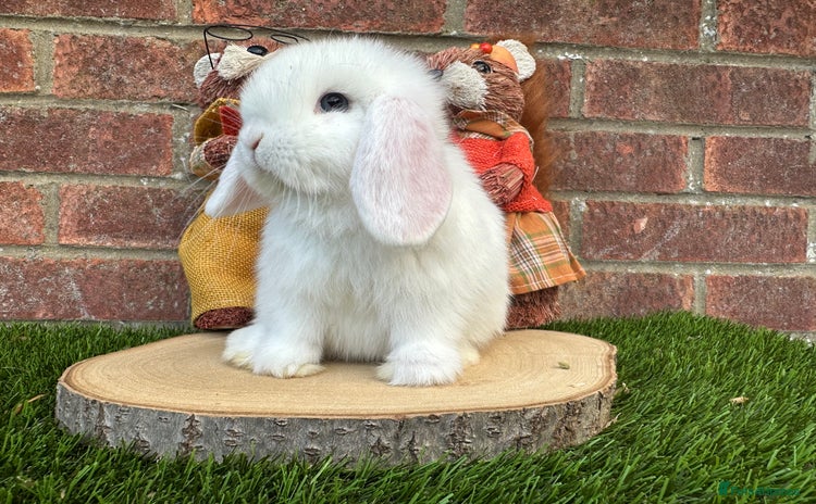 Mini Lop rabbits - Advert 1
