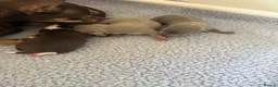 Chihuahua dogs for sale:  Beautiful Chihuahua Puppies  - Advert 5