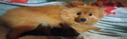 Pomchi dogs for sale: Pomchi puppies for sale - Advert 2
