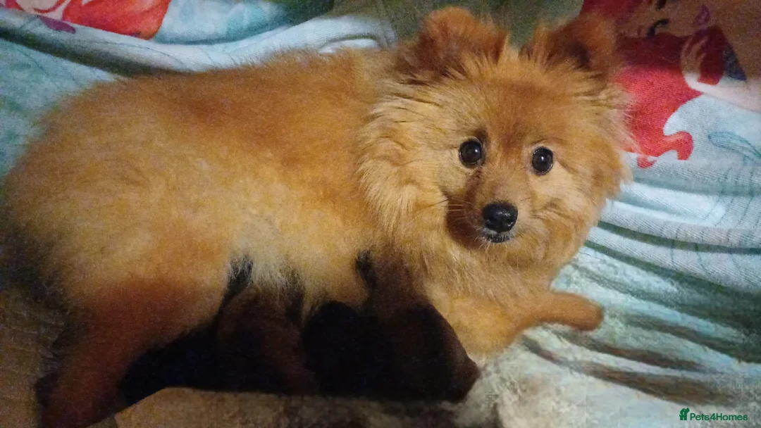 Pomchi dogs for sale: Pomchi puppies for sale - Advert 2