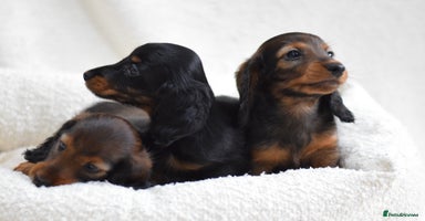 Miniature Dachshund dogs - Advert 2