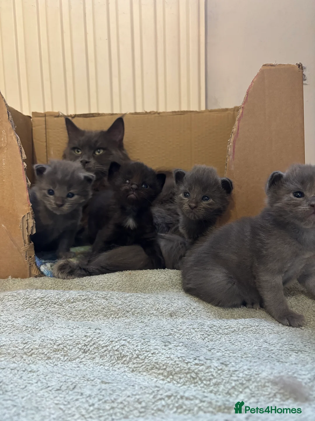 Mixed Breed cats for sale: 3 Beautiful kittens - Advert 2