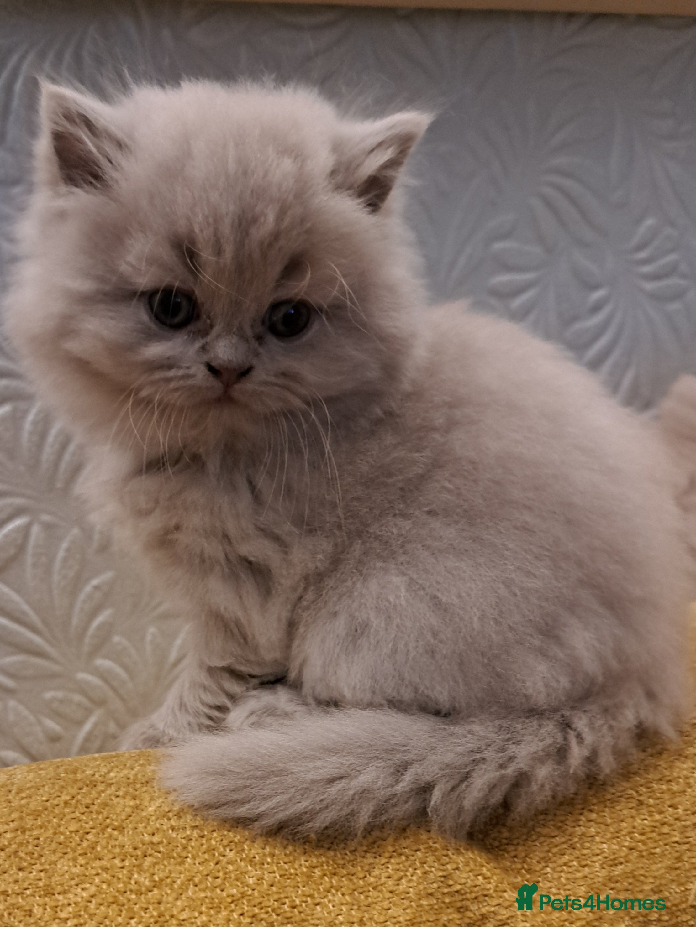 British Longhair Kitten 3
