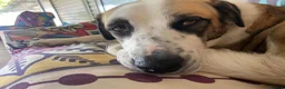 Mixed Breed dogs for adoption: 🐾 Meet Benji 😍😍 - Advert 8