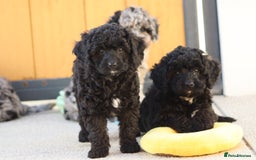 Cavapoo dogs for sale: Beautiful Cavapoochons for sale  - Image 15