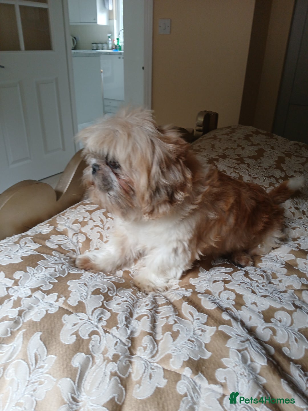 Shih Tzu dogs for sale: Shih tzu puppies boys and girls  - Image 6