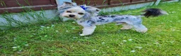 Yorkshire Terrier dogs for sale: little lady needs a new home in Edinburgh - Advert 5
