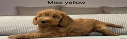 Labradoodle dogs for sale: STUNNING DOODLE MIX. HIP ELBOW DNA TESTED LINES - Advert 20