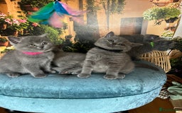 British Shorthair cats for sale: Beautiful British shorthair kittens 🐱 🥰 - Advert 17