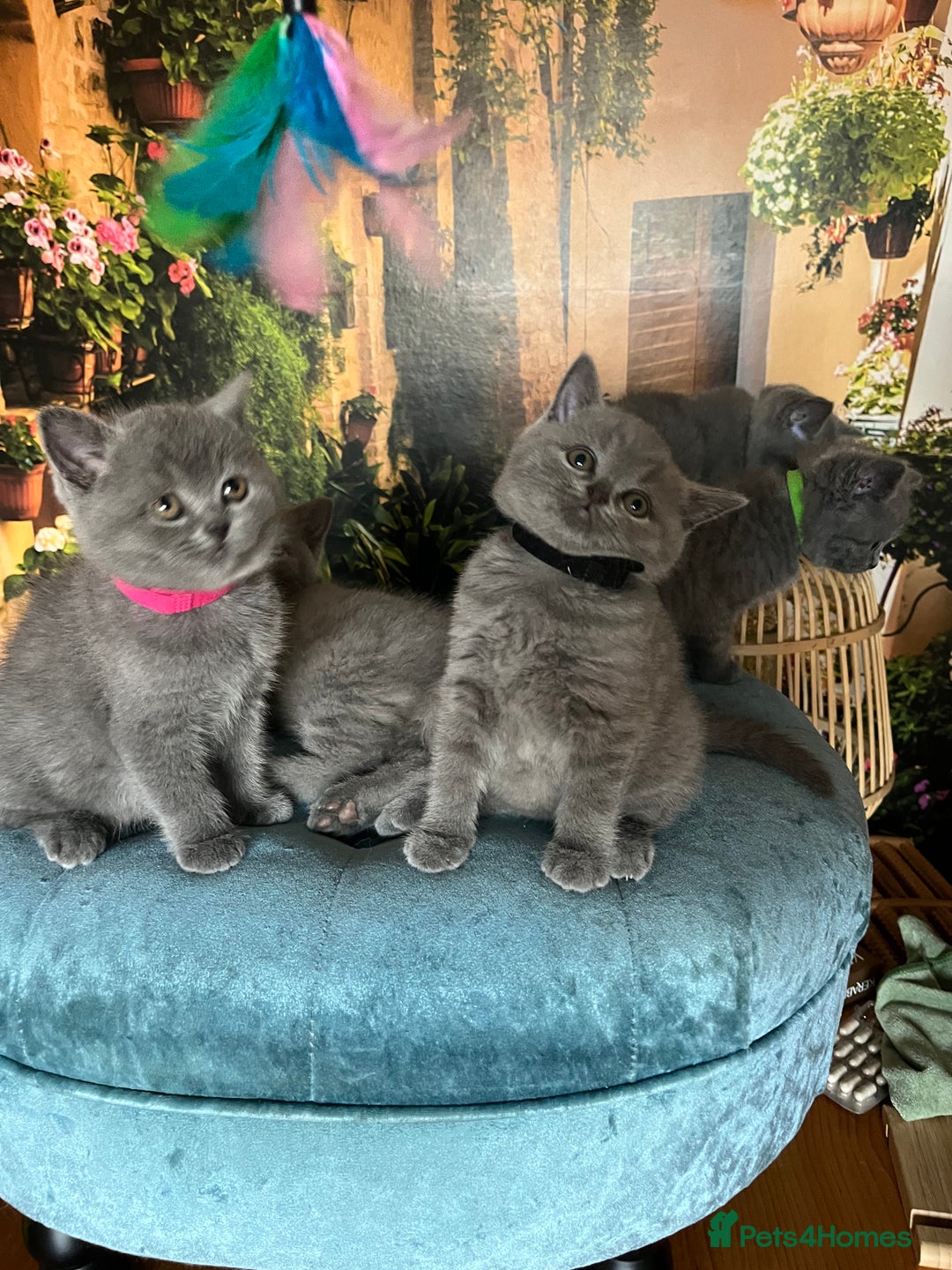 British Shorthair cats for sale: Beautiful British shorthair kittens 🐱 🥰 - Advert 17