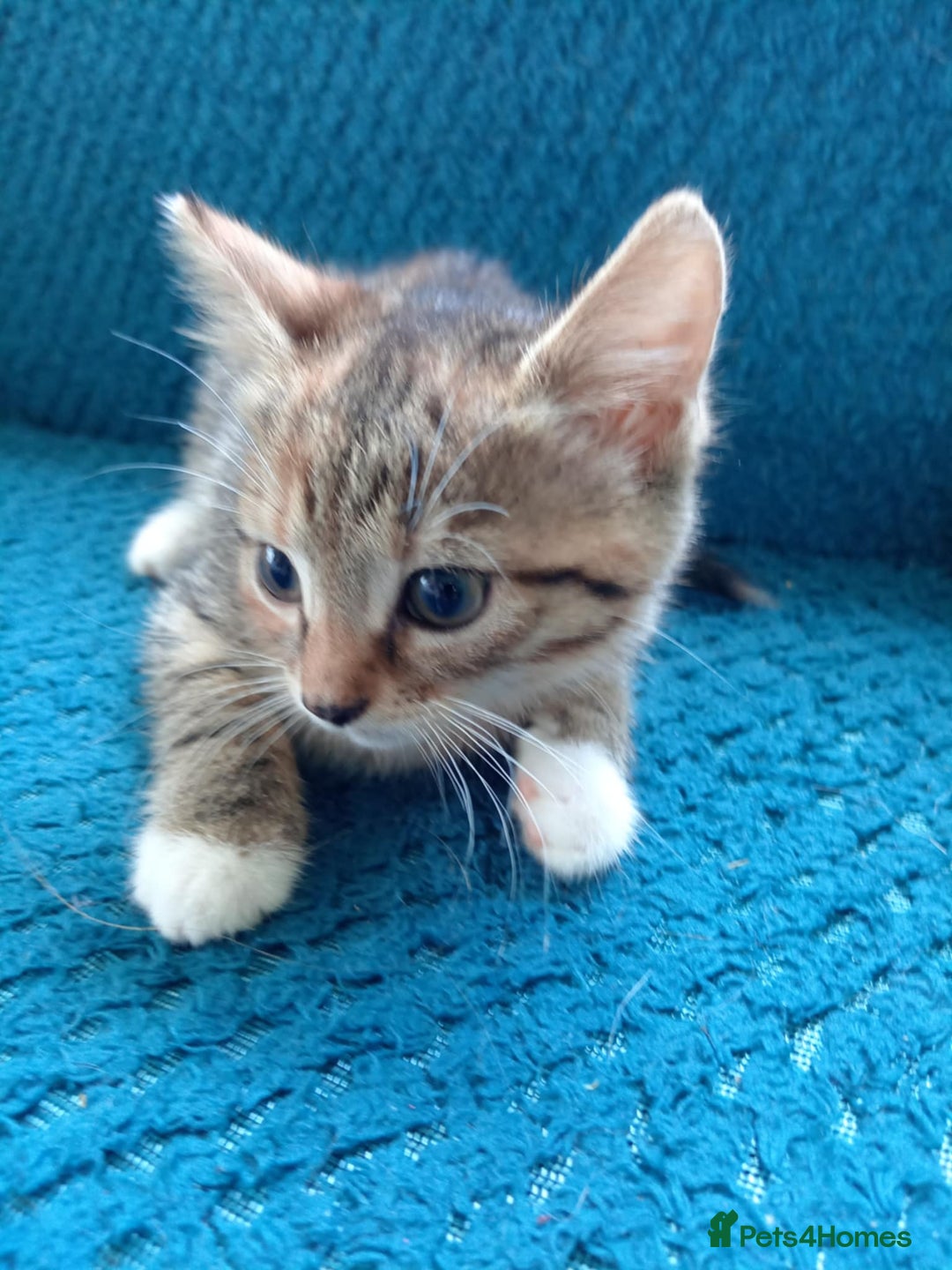 Mixed Breed cats for sale: 4 kittens - Image 3