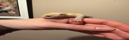 Sugar Glider rodents for sale: Female leu sugar glider to reserve  - Advert 2
