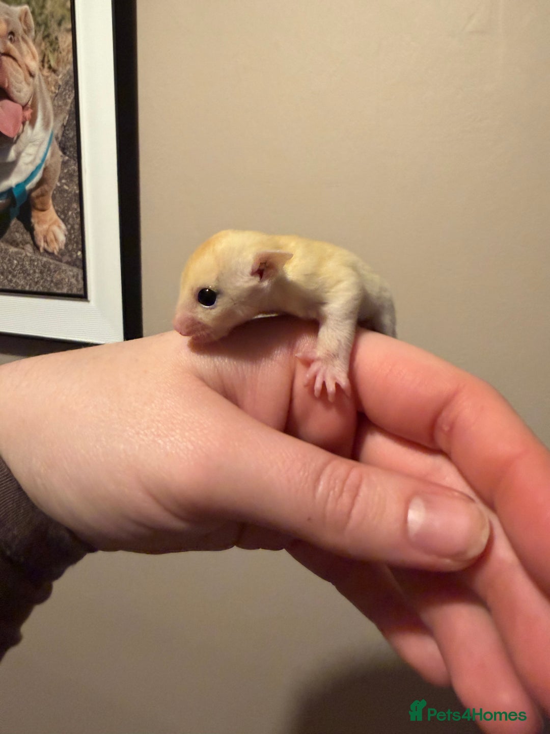 Sugar Glider rodents for sale: Female leu sugar glider to reserve  - Advert 2