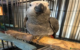 Parrots birds for sale: Hand Reared Baby African Greys  - Image 4