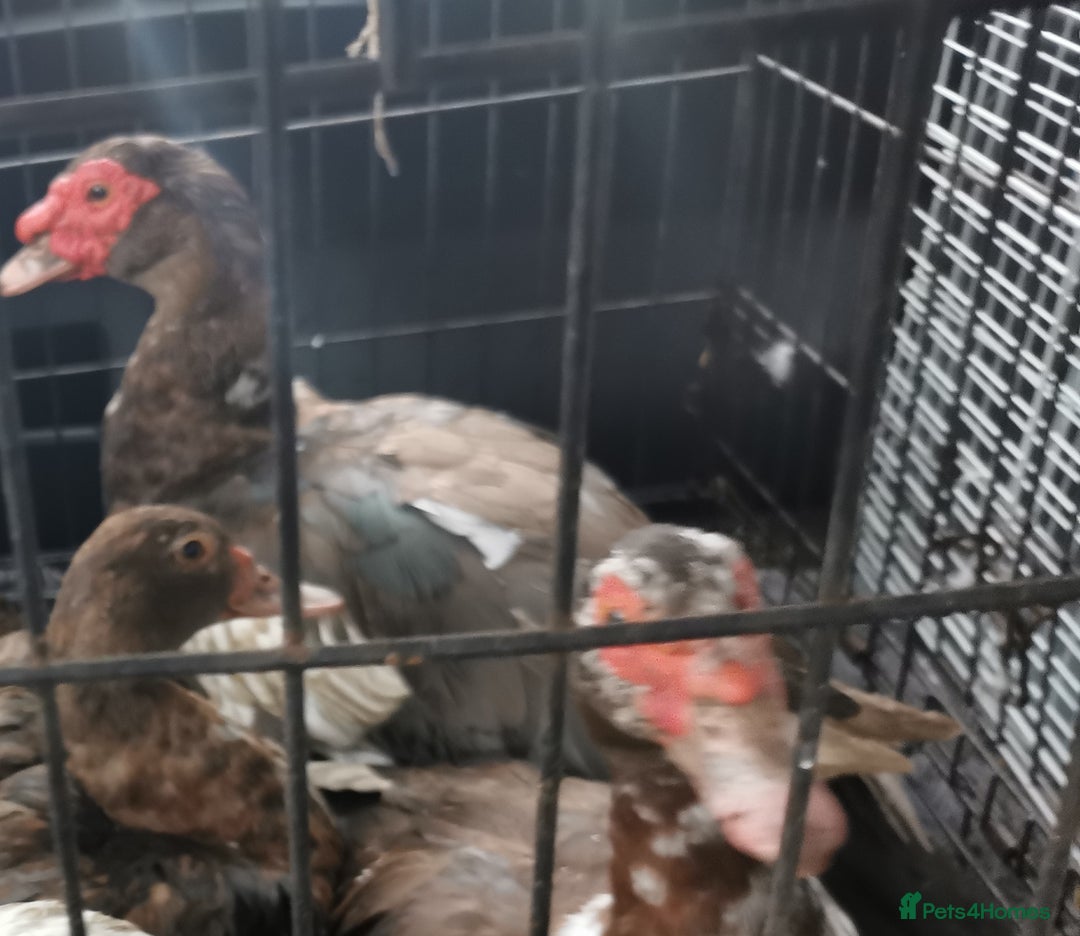 Waterfowl poultry for sale: Chocolate brown Bonded Breeding pair Muscovy ducks - Advert 1