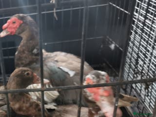 Waterfowl poultry Chocolate brown Bonded Breeding pair Muscovy ducks - Advert 2