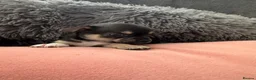 Chihuahua dogs for sale: Gorgeous Rare Pure Breed Chihuahua Puppies - Advert 6