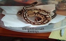Python Snake reptiles for sale: Royal python juveniles  - Image 6