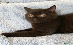 British Shorthair cats for sale: Chunky Champion line kittens TICA reg.  in Cannock - Image 22