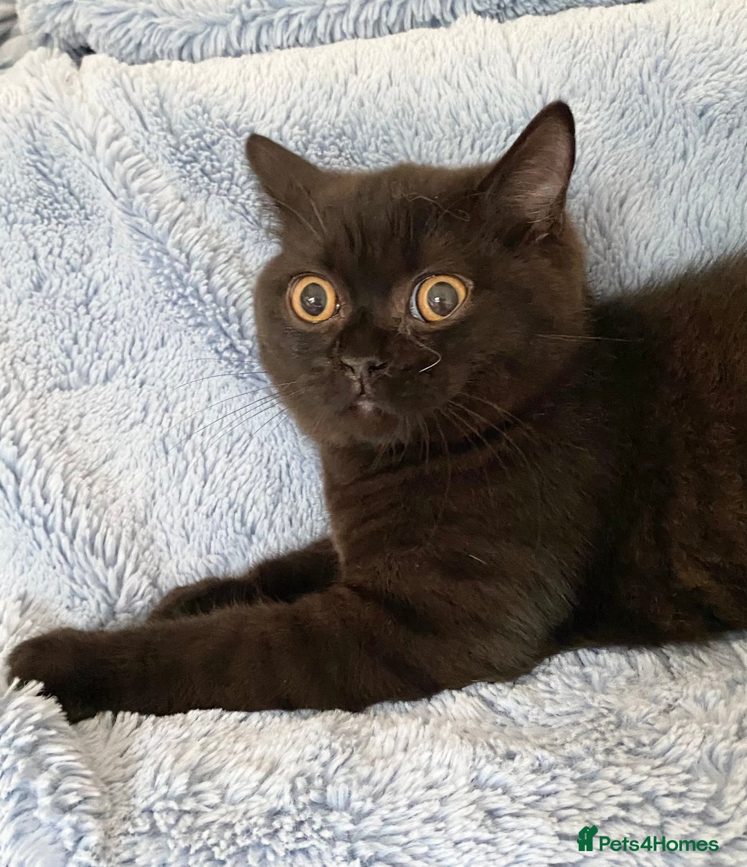 British Shorthair cats for sale: Chunky Champion line kittens TICA reg.  in Cannock - Image 22