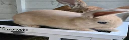 Continental Giant rabbits for sale: German Giants  - Advert 4