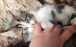 Mixed Breed cats for sale: Kittens in Wolverhampton - Image 4