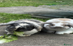 Mini Lop rabbits for sale: Pure breed mini lop bunnies - Image 14