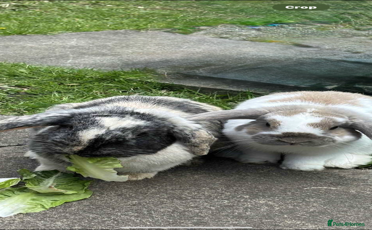 Mini Lop rabbits - Advert 9
