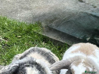Mini Lop rabbits - Advert 32