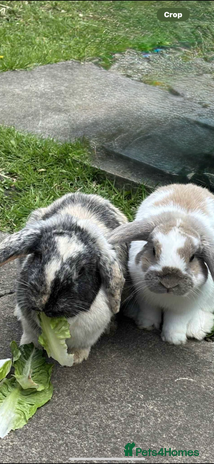 Mini Lop rabbits - Advert 9