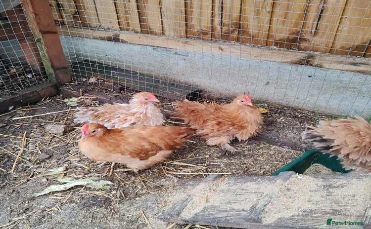 Chickens poultry Roosters - Advert 1