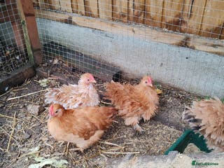 Chickens poultry Roosters - Advert 13