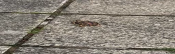 Tortoise reptiles for sale: Baby marginated tortoise for sale in Telford - Advert 5